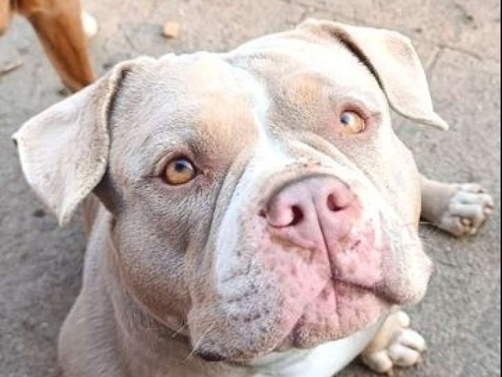 Femelle Américain Bully Pocket adulte à vendre