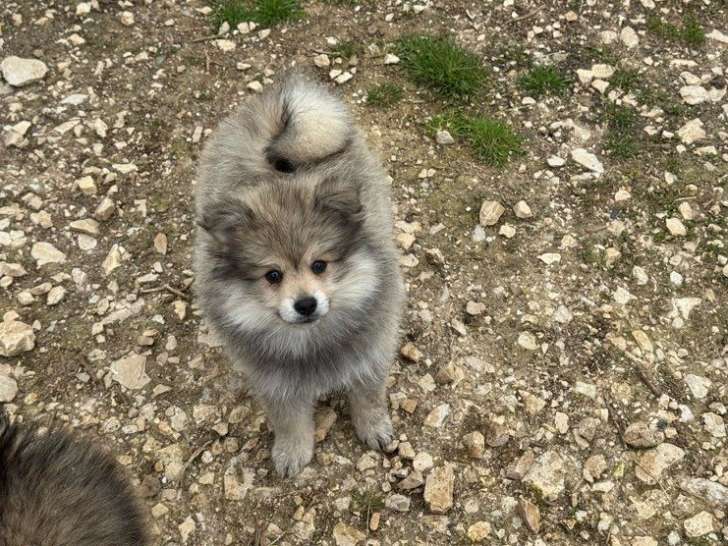 2 mâles Spitz taille petit à vendre, non LOF, nés en janvier 2026