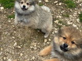 2 mâles Spitz taille petit à vendre, non LOF, nés en janvier 2026