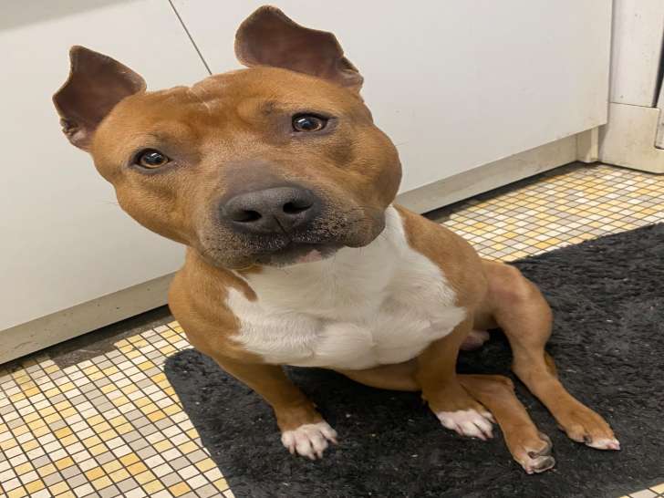 Chien American Staff à donner