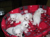 6 Chiots Bichon Frise LOF 1 Mois Blanc Portée Réservation Avril
