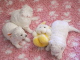 6 Chiots Bichon Frise LOF 1 Mois Blanc Portée Réservation Avril