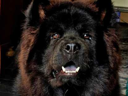 Chiots Chow Chow à naître