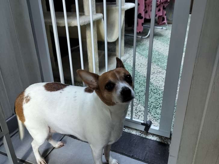 2 chiennes Jack Russel à donner