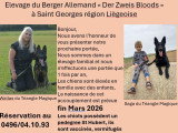 Chiots Berger Allemand à naître fin mars 2026
