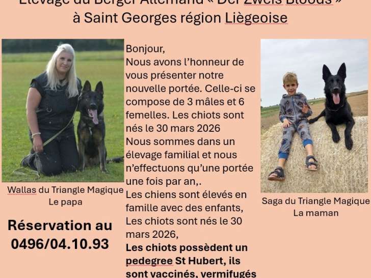 Chiots Berger Allemand à naître fin mars 2026