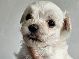 Femelle Bichon Havanais Chiot LOF Blanc Disponible Mars