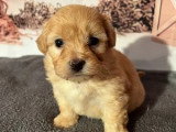 4 Mâles Bichon Havanais LOF Chiots Disponibles