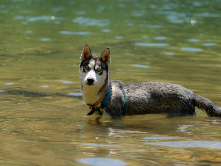Recherche mâle Husky de Sibérie pour saillie