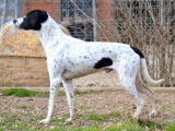 Daby, magnifique Pointer Anglais de 2 ans à adopter en association
