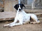 Daby, magnifique Pointer Anglais de 2 ans à adopter en association