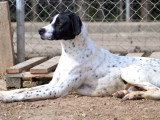 Daby, magnifique Pointer Anglais de 2 ans à adopter en association