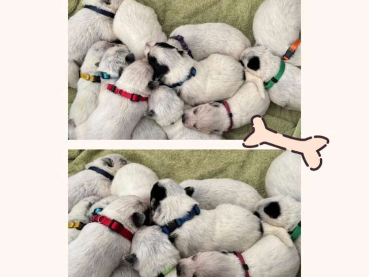 Chiots Bouvier Australien LOF à vendre (1 femelle & 8 mâles)