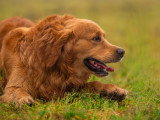 Mâle Golden Retriever pour saillie