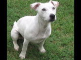 Mâle Jack Russell Terrier disponible pour saillie