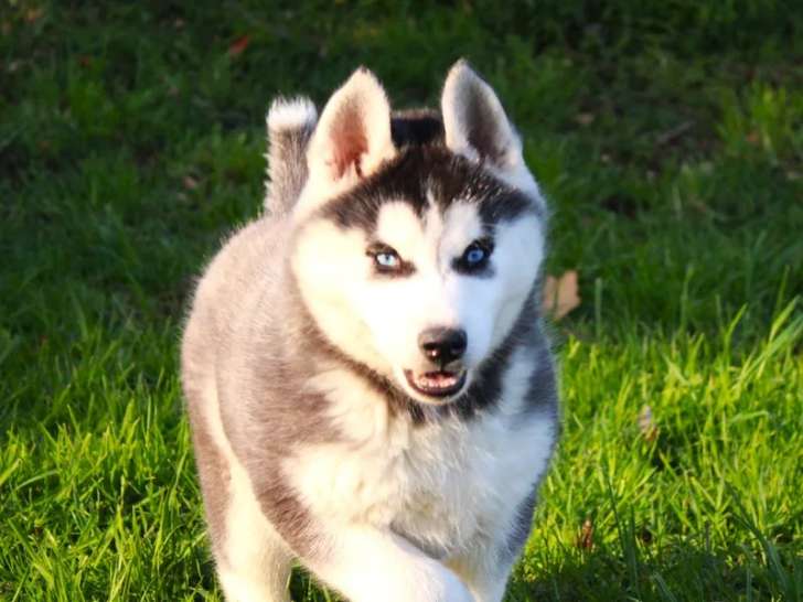 Femelle Husky Sibérien à vendre, non LOF, née en janvier 2026, disponible immédiatement