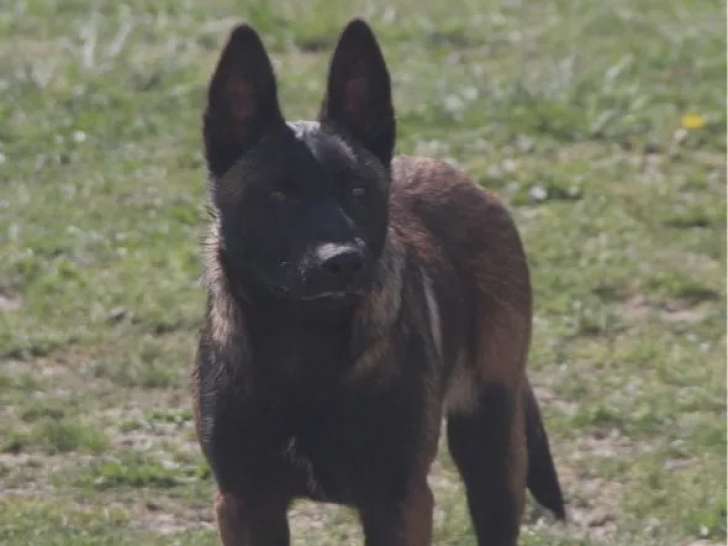 Femelle Malinois LOF à vendre, charbonnée, 18 mois, convient à la vie de famille et au travail