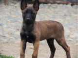 2 mâles Malinois LOF à vendre, 4 mois, hypers stables et joueurs, habitués aux enfants