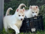 Chiots femelles Husky LOF à réserver, cuivrées, nées en janvier 2026, disponibles fin mars