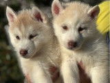 Chiots femelles Husky LOF à réserver, cuivrées, nées en janvier 2026, disponibles fin mars