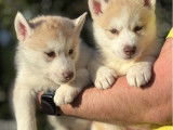Chiots femelles Husky LOF à réserver, cuivrées, nées en janvier 2026, disponibles fin mars
