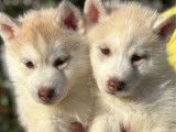 Chiots femelles Husky LOF à réserver, cuivrées, nées en janvier 2026, disponibles fin mars