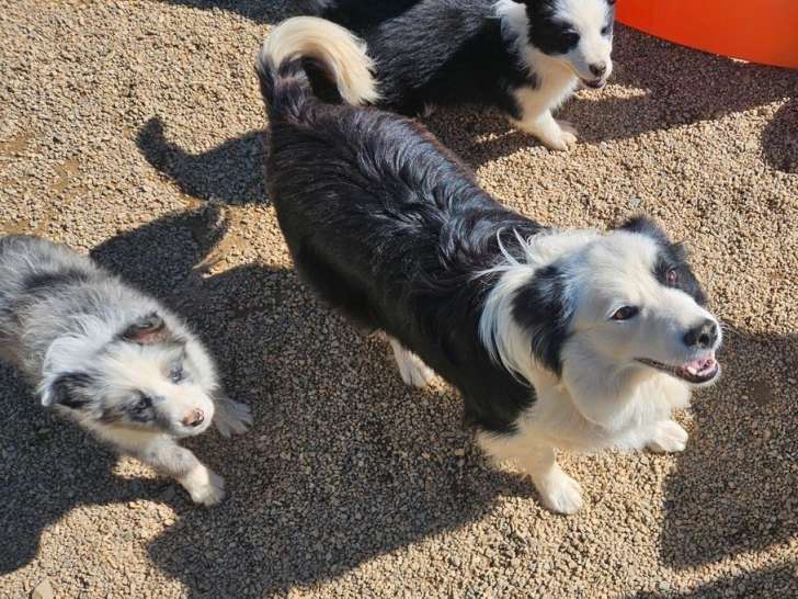 3 chiots Border Collie LOF à vendre, 2 mâles noir et blanc et 1 mâle merle, nés en janvier 2026