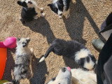 3 chiots Border Collie LOF à vendre, 2 mâles noir et blanc et 1 mâle merle, nés en janvier 2026