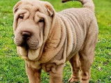 Chiot Shar Pei LOF mâle à vendre, fauve, né en septembre 2025, disponible immédiatement