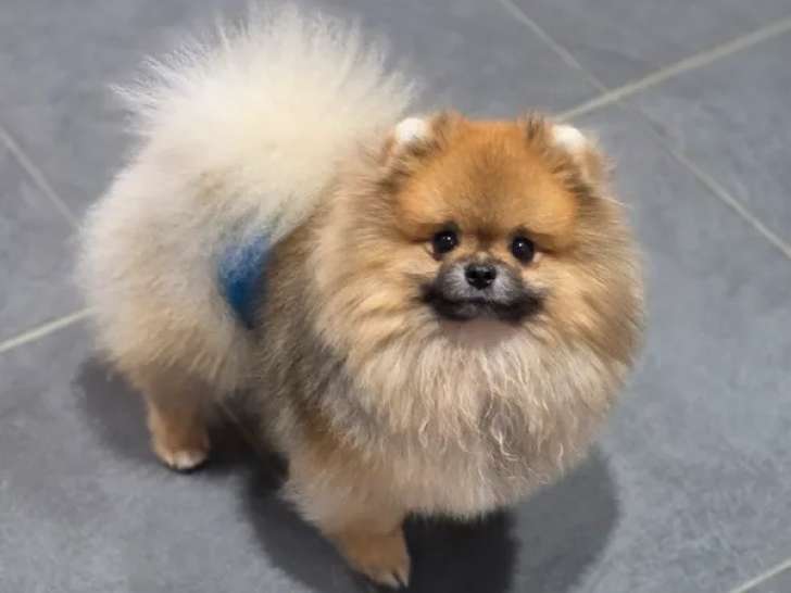 Jeune mâle Spitz Nain Pomeranian LOF à vendre, fauve charbonnée, né en avril 2025, confirmé en exposition