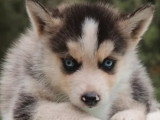 Chiots Pomsky F2 à vendre, mâles et femelles, non LOF, nés en décembre 2025, disponibles