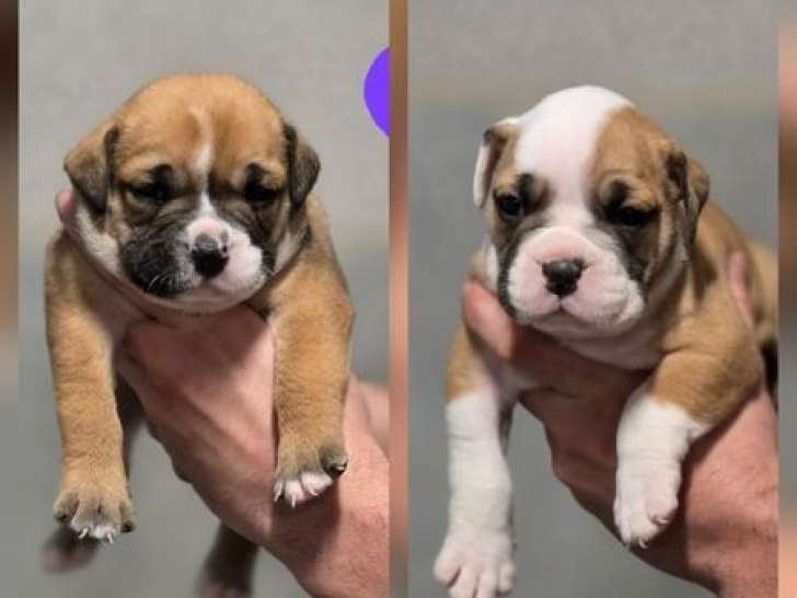 6 chiots Bulldog Continental à réserver, 2 mâles et 4 femelles, non LOF, nés en février 2026