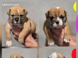 6 chiots Bulldog Continental à réserver, 2 mâles et 4 femelles, non LOF, nés en février 2026