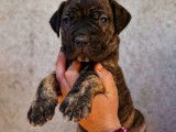 10 chiots Cane Corso LOF à réserver, 4 mâles et 6 femelles, nés en février 2026, disponibles fin avril