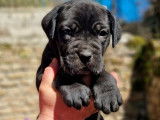 10 chiots Cane Corso LOF à réserver, 4 mâles et 6 femelles, nés en février 2026, disponibles fin avril