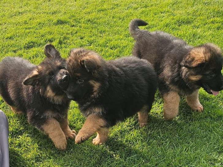 7 chiots Berger Allemand poil long LOF à réserver, 5 mâles et 2 femelles, nés en janvier 2026