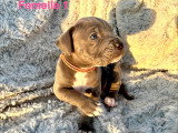Chiots Cane Corso LOF à vendre