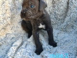Chiots Cane Corso LOF à vendre