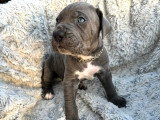 Chiots Cane Corso LOF à vendre