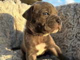 Chiots Cane Corso LOF à vendre