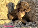Chiots Cane Corso LOF à vendre
