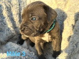 Chiots Cane Corso LOF à vendre