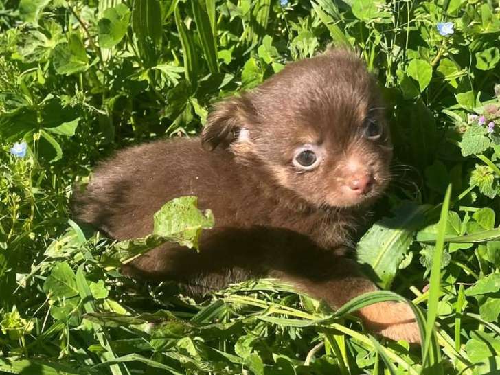 4 chiots Chihuahua poils longs à réserver, mâles et femelle, non LOF, nés en février 2026, disponibles avril