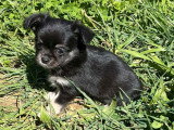 4 chiots Chihuahua poils longs à réserver, mâles et femelle, non LOF, nés en février 2026, disponibles avril