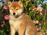 Chiot Shiba LOF mâle à vendre, né en janvier 2026, câlin et joueur, disponible immédiatement