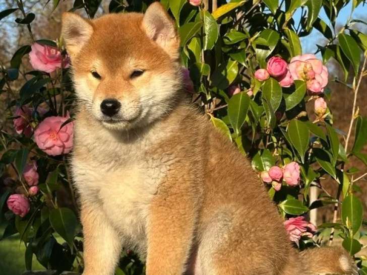 Chiot Shiba LOF mâle à vendre, né en janvier 2026, câlin et joueur, disponible immédiatement