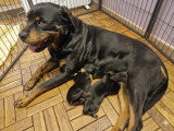 2 chiots mâles Rottweiler élevés en famille à vendre