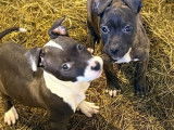 2 chiots Staffordshire Terrier Américain LOF à vendre, 1 femelle marron bringé et 1 mâle bleu foncé, disponibles