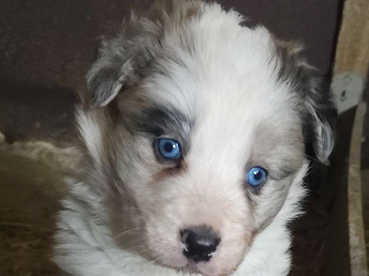 Chiots Border Collie à vendre