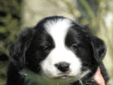 3 chiots Border Collie LOF à réserver, mâles chocolat et noir et blanc, nés en février 2026